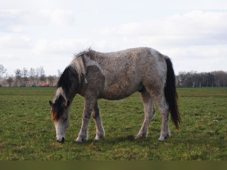 Curly Horse Ruin 3 Jaar 142 cm Falbe in Ruinen