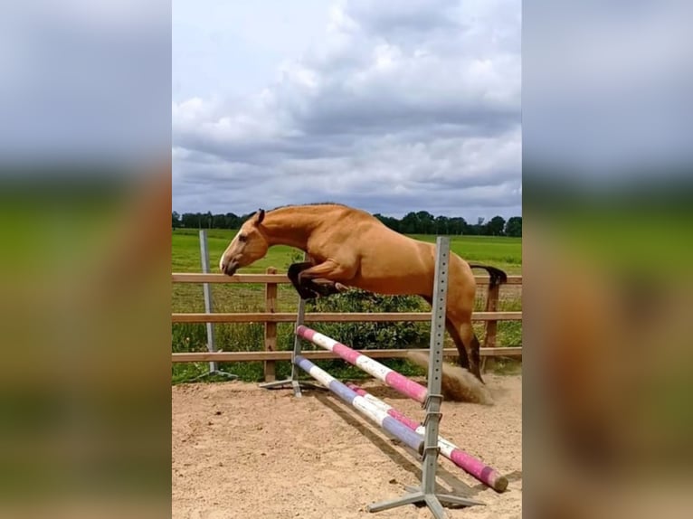 Curly Horse Ruin 3 Jaar 152 cm Buckskin in Ruinen