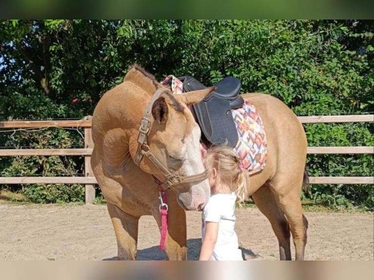 Curly Horse Ruin 3 Jaar 152 cm Buckskin in Ruinen