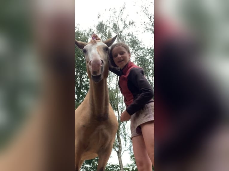 Curly Horse Ruin 3 Jaar 152 cm Buckskin in Ruinen