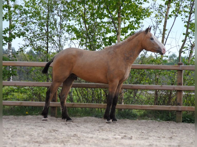 Curly Horse Ruin 3 Jaar 152 cm Buckskin in Ruinen