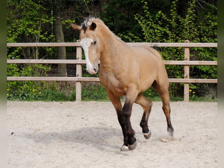 Curly Horse Ruin 3 Jaar 152 cm Buckskin in Ruinen
