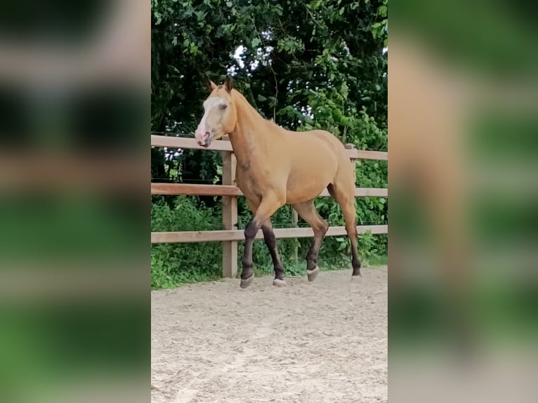 Curly Horse Ruin 3 Jaar 152 cm Falbe in Ruinen