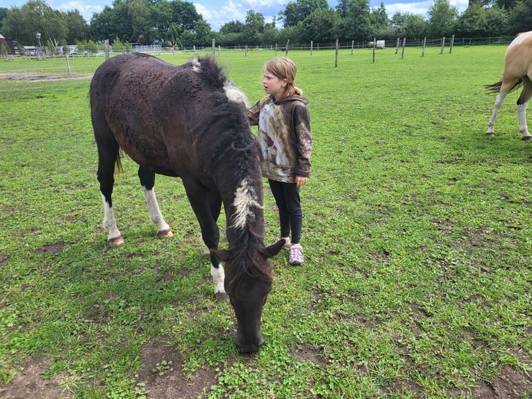 Curly Horse Ruin 3 Jaar 152 cm Tobiano-alle-kleuren in Vellahn