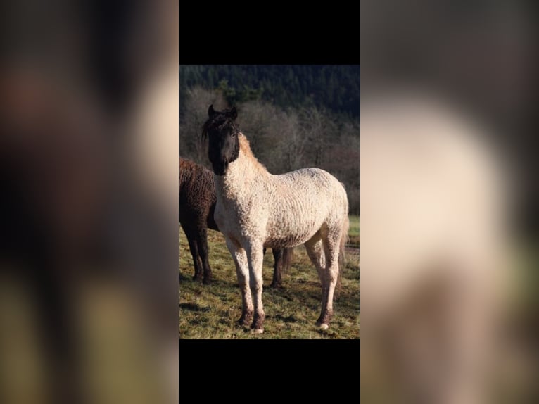 Curly Horse Ruin 4 Jaar 145 cm Gevlekt-paard in Bornerbroek