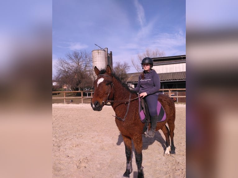 Curly Horse Ruin 4 Jaar 147 cm Bruin in Jetterswiller