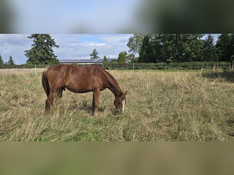 Curly Horse Ruin 4 Jaar 154 cm Vos in Werder