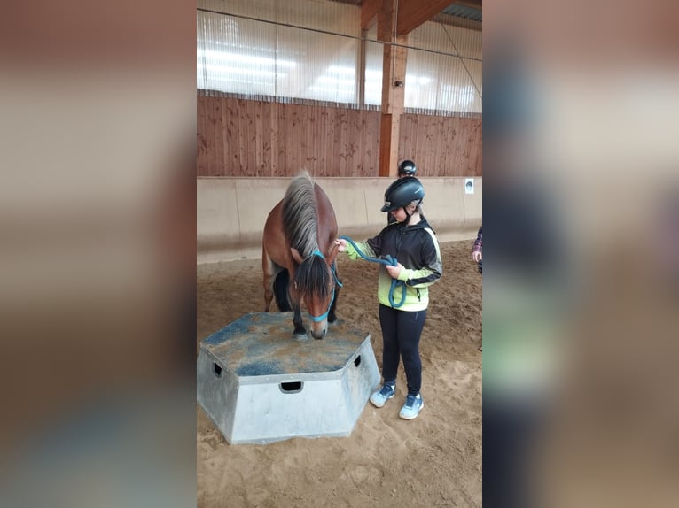 Curly Horse Mix Ruin 6 Jaar 118 cm Roodbruin in Elterlein