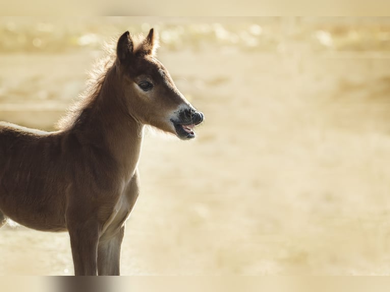 Curly Horse Mix Ruin 6 Jaar 118 cm Roodbruin in Elterlein