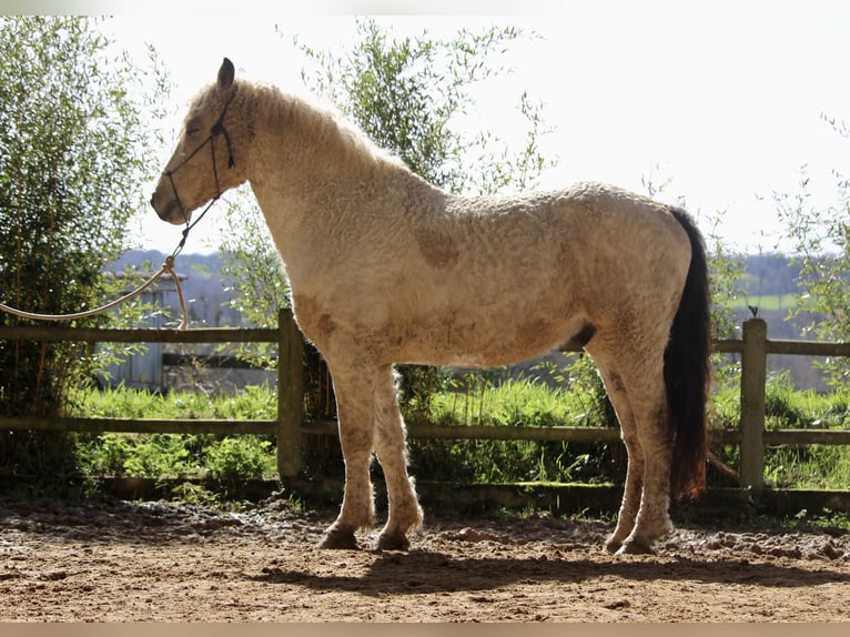 Curly Horse Ruin 7 Jaar 160 cm Buckskin in FRANCE