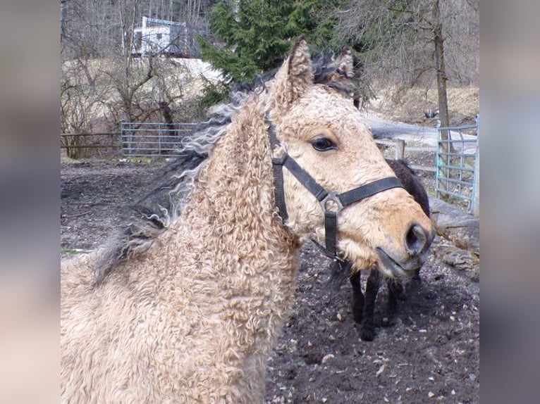 Curly horse Stallion 1 year 14.1 hh Buckskin in Arnbruck