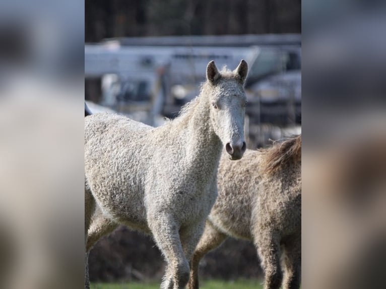 Curly horse Stallion 1 year 14.1 hh Overo-all-colors in Chambœuf