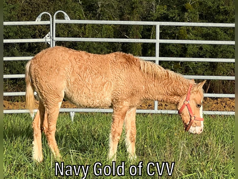 Curly horse Stallion 1 year 14,1 hh Overo-all-colors in GAAS