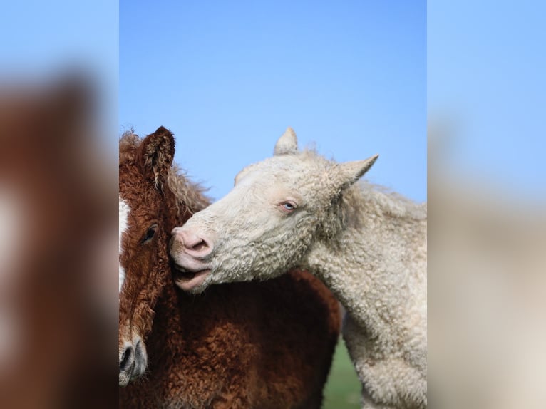Curly horse Stallion 1 year 14,1 hh Overo-all-colors in Chambœuf