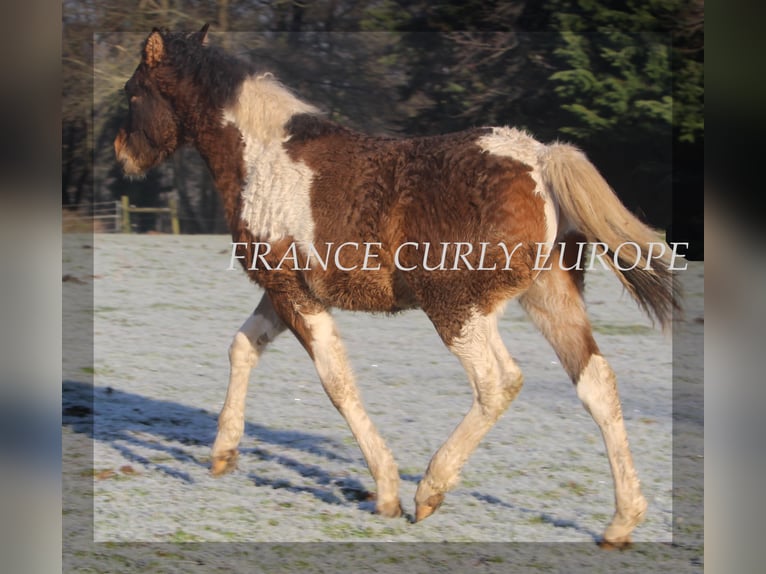 Curly horse Stallion 1 year 15,1 hh Bay in france