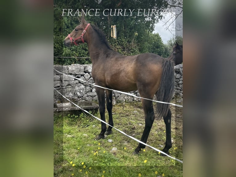 Curly horse Stallion 1 year 15,1 hh Bay in Oughterard - Co Galway