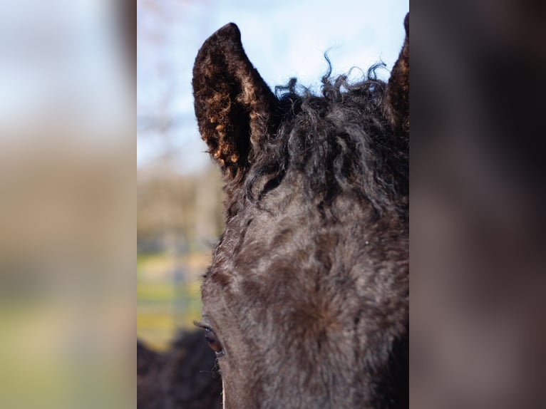 Curly horse Stallion 1 year 15,1 hh Black in bourg bruche