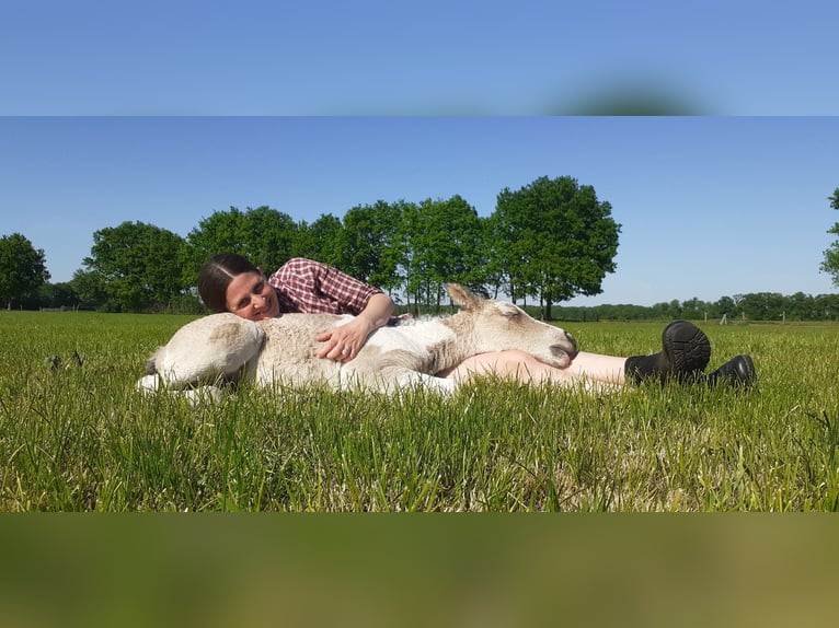 Curly horse Stallion 1 year 15.2 hh Dun in Ruinen