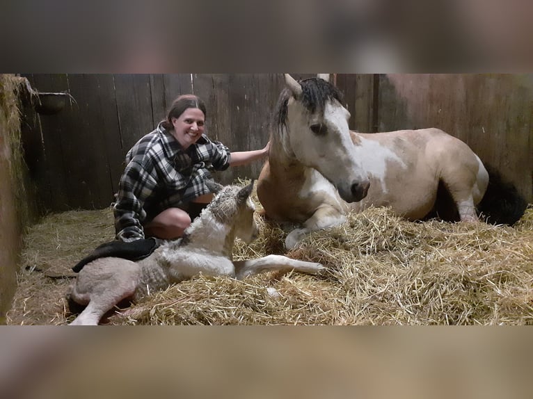 Curly horse Stallion 1 year 15.2 hh Dun in Ruinen