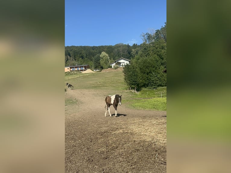 Curly horse Stallion 1 year 15.2 hh Tobiano-all-colors in Freyung