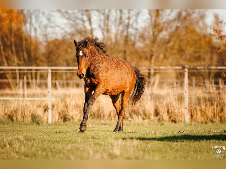 Curly horse Stallion 1 year 15 hh Brown in Thedinghausen