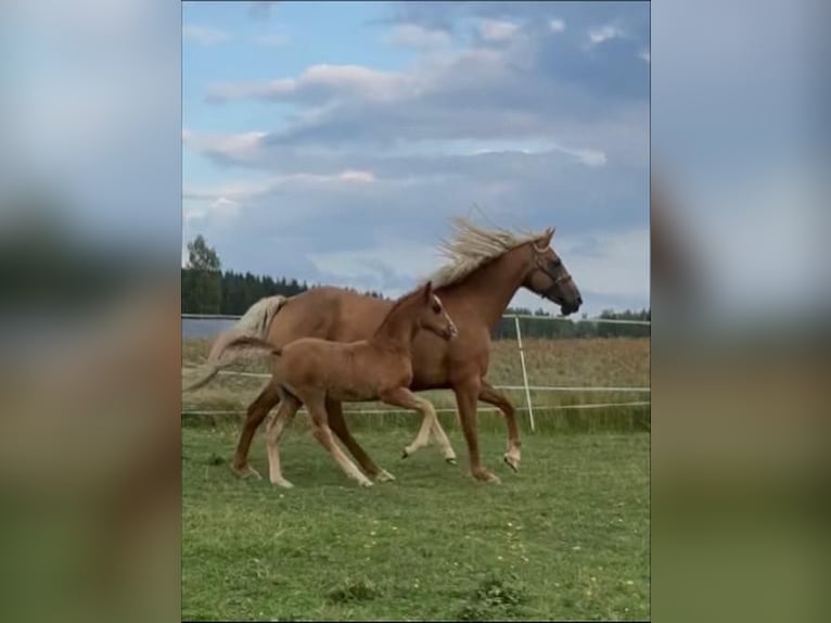 Curly horse Stallion 1 year 15,2 hh Chestnut in Muurame