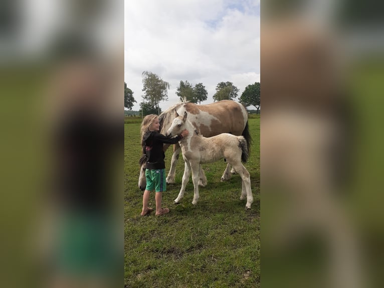 Curly horse Stallion 1 year 15,2 hh Dun in Ruinen