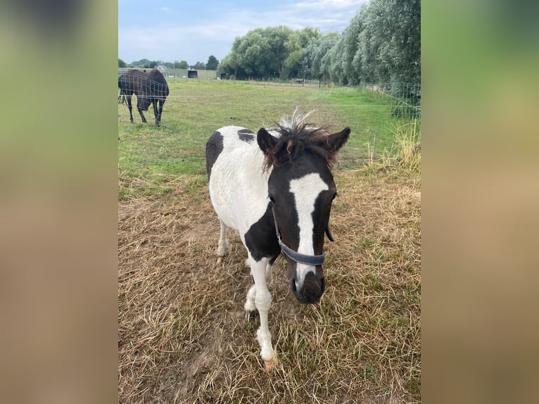Curly horse Stallion 2 years 11,1 hh Tobiano-all-colors in Deinze