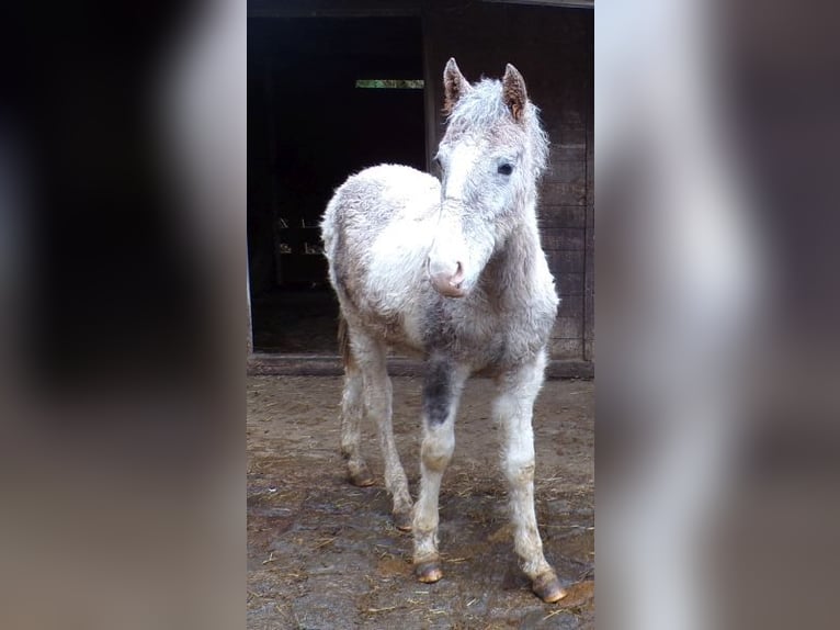 Curly horse Mix Stallion 2 years 14,2 hh Can be white in Arnbruck