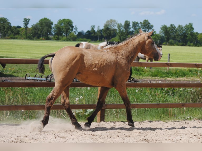 Curly horse Stallion 2 years 14,2 hh Dun in Ruinen