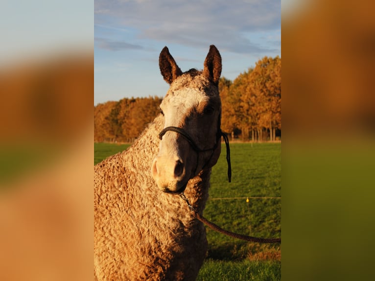 Curly horse Stallion 2 years 14,2 hh Dun in Ruinen