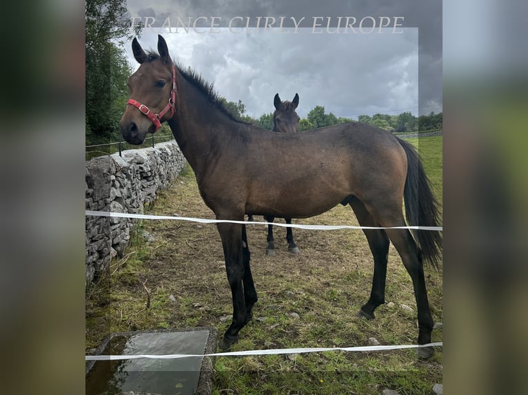 Curly horse Stallion 2 years 15,1 hh Bay in Oughterard - Co Galway