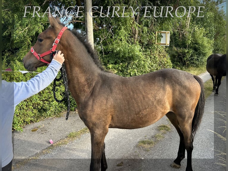 Curly horse Stallion 2 years 15,1 hh Bay in Oughterard - Co Galway