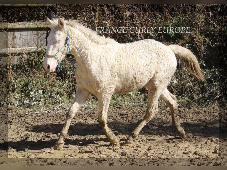 Curly horse Mix Stallion 2 years 15,1 hh Perlino in france