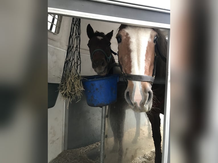 Curly horse Stallion 2 years 15,1 hh Sorrel in Stenloese