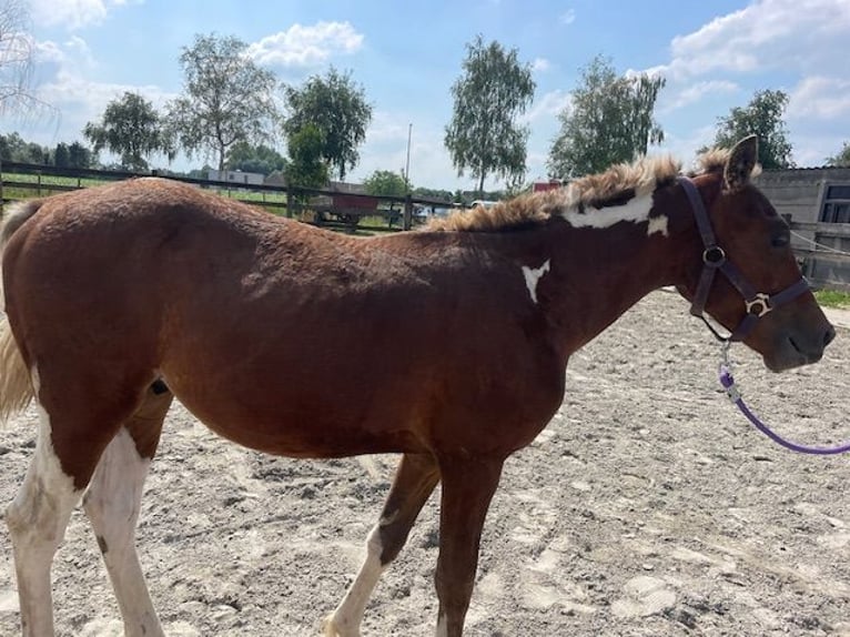Curly horse Stallion 3 years 13,1 hh  in GROTE-BROGEL