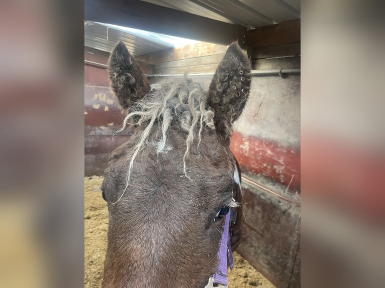 Curly horse Stallion 3 years 13,1 hh  in GROTE-BROGEL