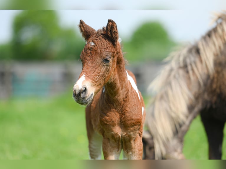 Curly horse Stallion 3 years 13,1 hh  in GROTE-BROGEL