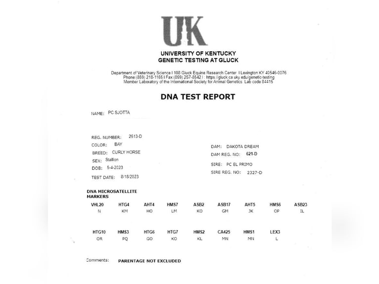 Curly horse Stallion 3 years 13,1 hh  in GROTE-BROGEL
