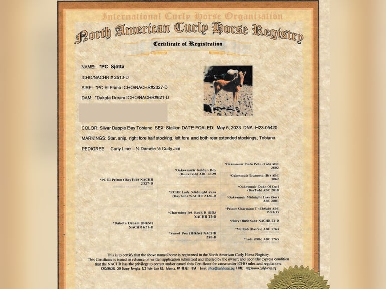 Curly horse Stallion 3 years 13,1 hh  in GROTE-BROGEL