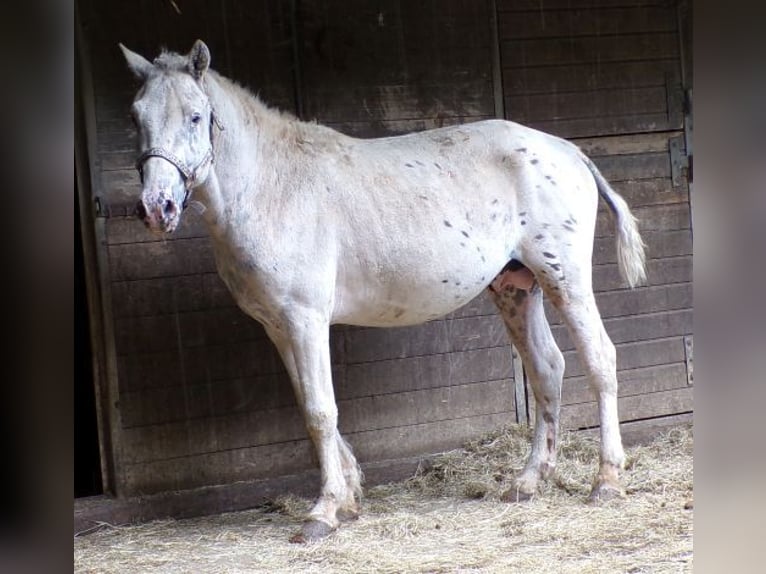 Curly horse Stallion 3 years 13,2 hh Leopard-Piebald in Arnbruck
