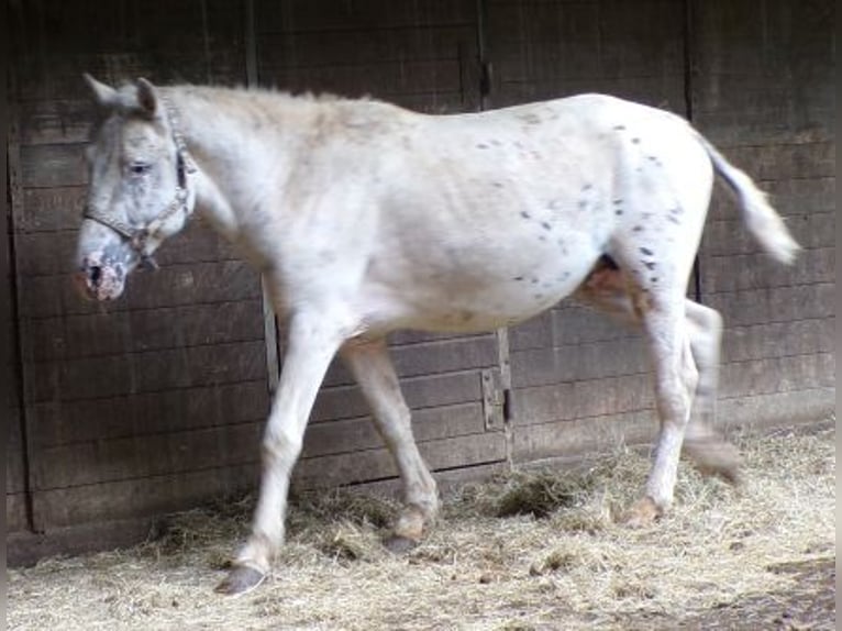 Curly horse Stallion 3 years 13,2 hh Leopard-Piebald in Arnbruck