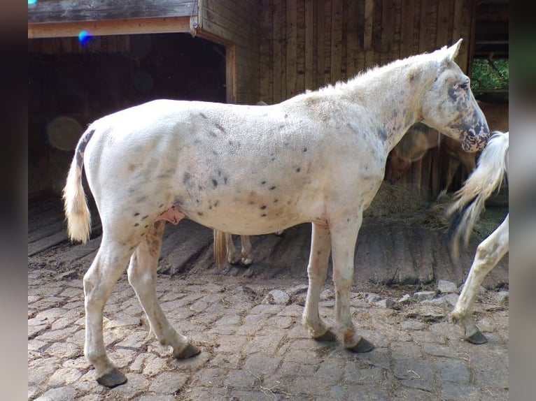 Curly horse Stallion 3 years 13,2 hh Leopard-Piebald in Arnbruck