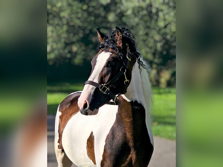 Curly horse Stallion 3 years 14.1 hh Pinto in Wijdewormer