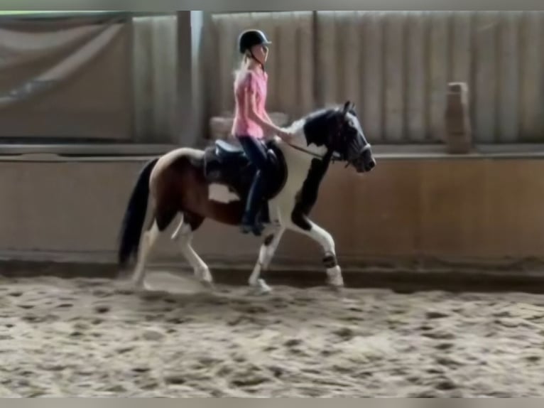 Curly horse Stallion 3 years 14.1 hh Pinto in Wijdewormer