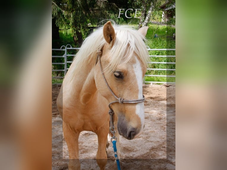 Curly horse Stallion 3 years 14,2 hh Palomino in FRANCE