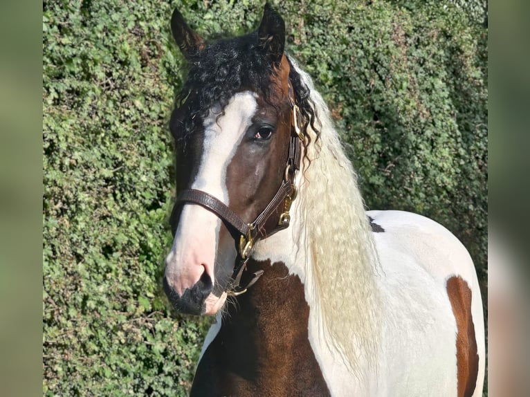 Curly horse Stallion 3 years 14,1 hh Pinto in Wijdewormer