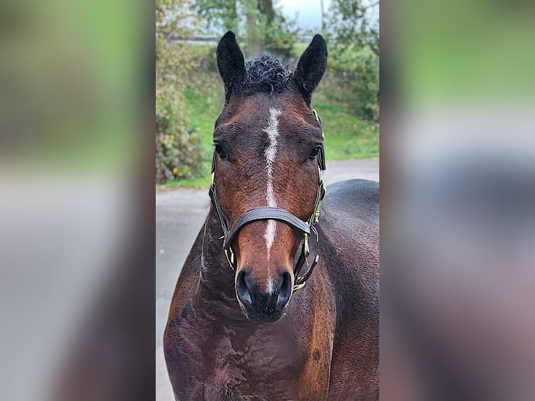 Curly horse Stallion 3 years 14,1 hh Pinto in Wijdewormer