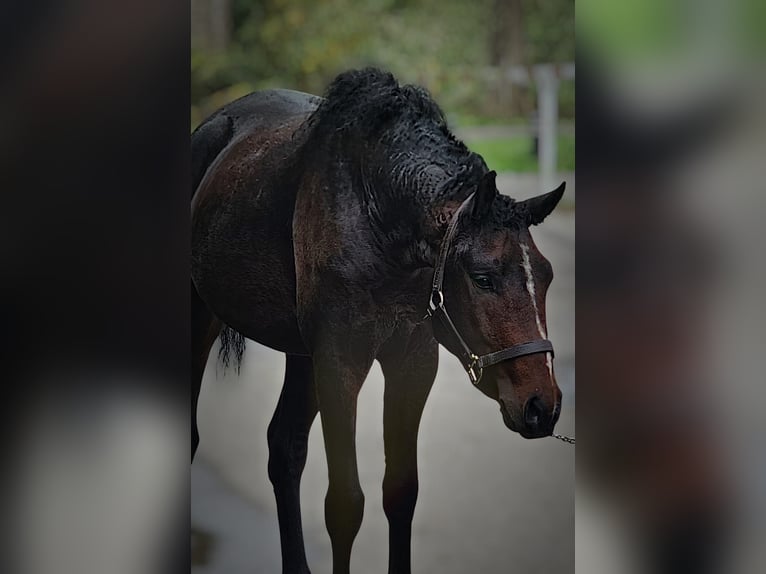 Curly horse Stallion 3 years 14,1 hh Pinto in Wijdewormer