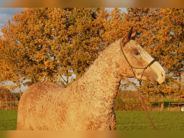 Curly horse Stallion 3 years 14,2 hh Dun in Ruinen